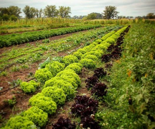 Plantación orgánica de la Unión de Trabajadores de la Tierra.