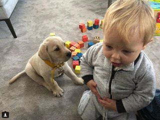 la nueva estrella de las redes: bailey, el perro de mirko la nueva estrella de las redes: bailey, el perro de mirko