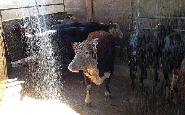 Las vacas en el matadero. Foto: malenablanco.com. <br>
