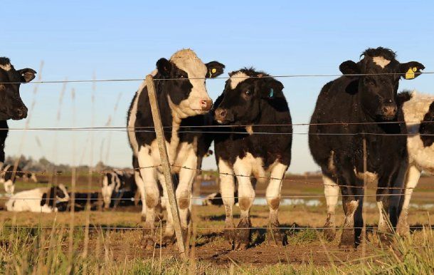 Las vacas, antes de ir al matadero. Foto: malenablanco.com<br>