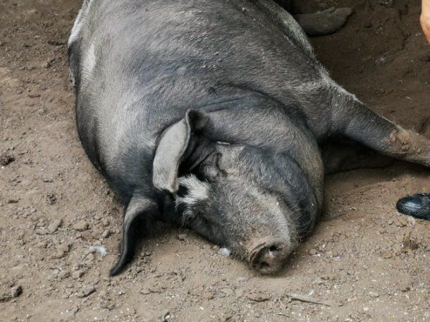 El cerdo mÃ¡s grande duerme al lado de la casa. br