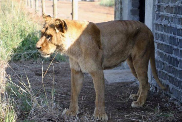 <p>Zuca en el santuario, donde ya están el león Melena y la tigresa Tuna. <br></p>