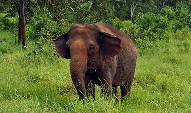 Maia, una de las elefantas asiáticas que viven en el santuario de Brasil.