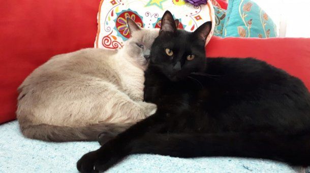 Mateo (izquierda) y Lorenzo (derecha), inseparables.