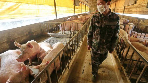 Por la peste africana, en 2019, en China se mataron 2 millones de cerdos quemándolos vivos en fosas comunes.