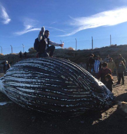 Comodoro Rivadavia: se metieron adentro de una ballena muerta en la costa