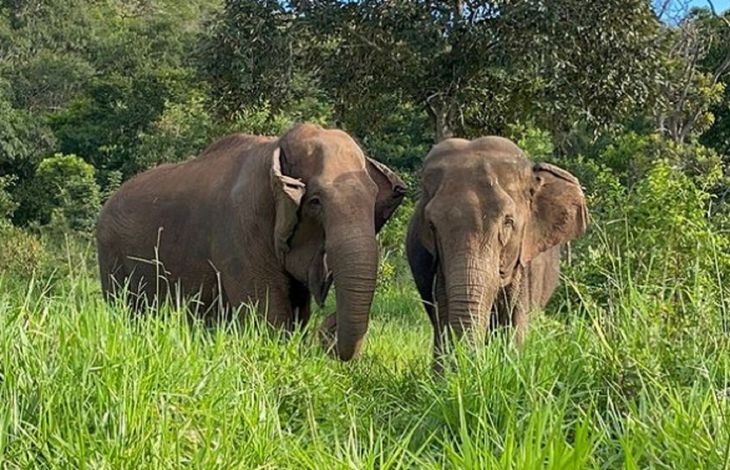 Las elefantas en Brasil. Foto: Instagram Global Sanctuary for Elephants.
