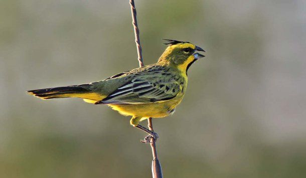 El cardenal amarillo es una especie en peligro de extinción y víctima del tráfico ilegal de fauna silvestre