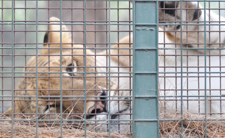 Uno de los animales de La Rioja que pasará a vivir en semi-libertad.