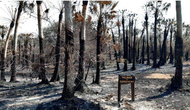 Incendios arrasaron el parque San Cayetano en Corrientes