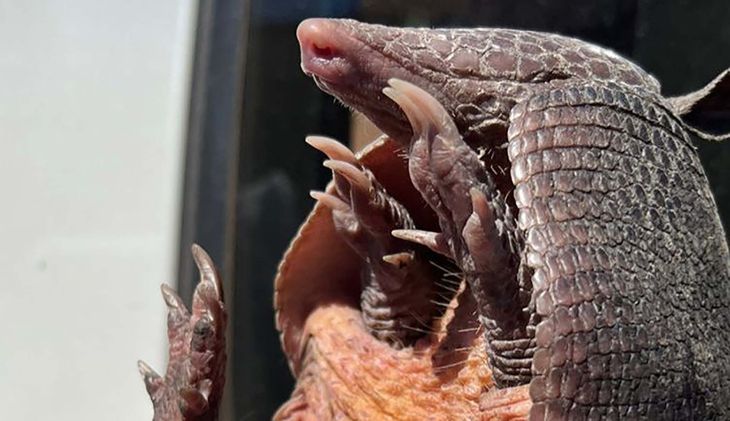 Uno de los animales rescatados del campo. Foto: Fernando Pieroni. 