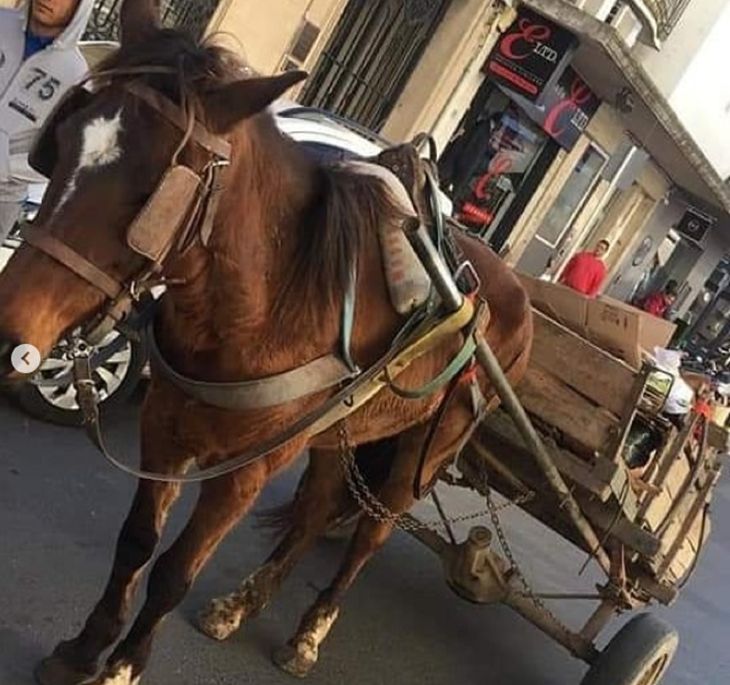 El dictamen permite la tracción a sangre, algo prohibido mediante ordenanzas en diversas ciudades y municipios. Foto: Mi reino por un caballo. Paraná, Entre Ríos.