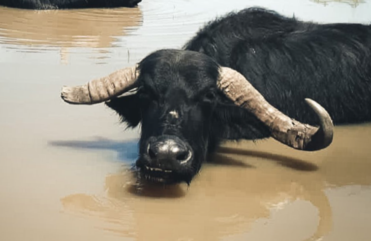 Los búfalos pasan sus días juntos, tirados al sol, y con baños en la laguna.