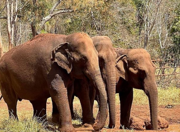 Al santuario de Brasil viajó Mara, la elefanta del ex zoológico de Buenos Aires.