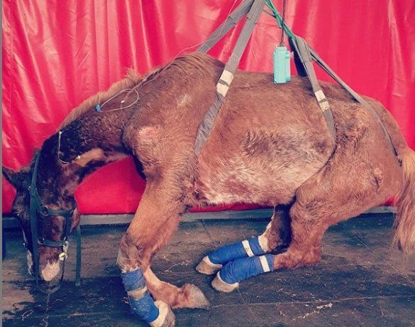 Uno de los caballos rescatados por la ONG Caballos Quilmes.