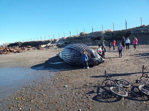 Comodoro Rivadavia: se metieron adentro de una ballena muerta en la costa